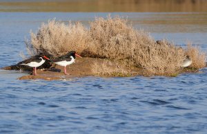 Eurasian Oystercatcher