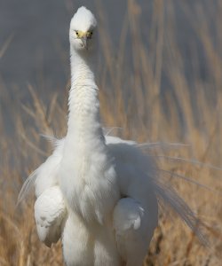 Great egret