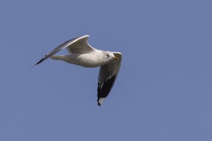 Common Gull