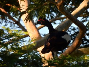 Muscovy Duck