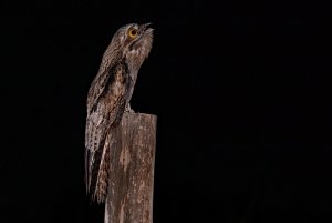 Common Potoo