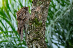 Long-tailed Potoo