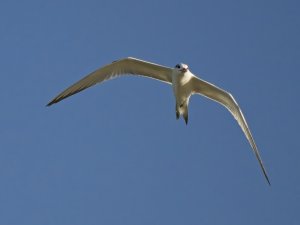 Royal Tern