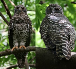 Pair of Powerful Owl