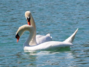 Mute Swan