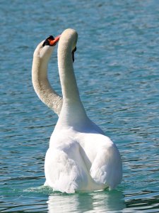 Mute Swan