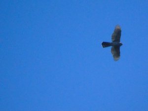 Goshawk