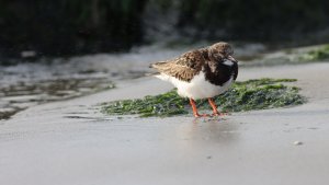 ruddy turnstone