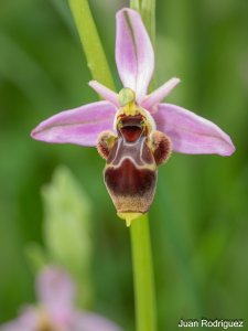 Ophrys scolopax