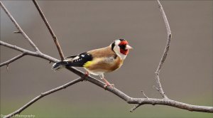 Goldfinch