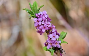 February daphne