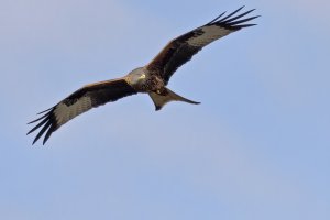 Red Kite