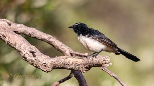 Willie Wagtail