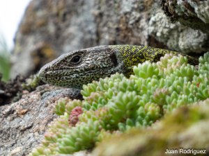 Iberian emerald lizard