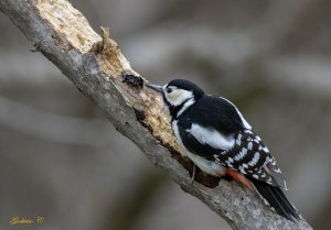 Great Spotted Woodpecker 大斑啄木鳥 #GreatSpottedWoodpecker #大斑啄木鳥
