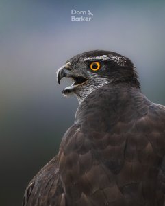 Goshawk