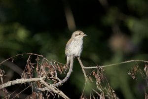 Red-backed shrike