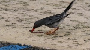 Red-legged Thrush