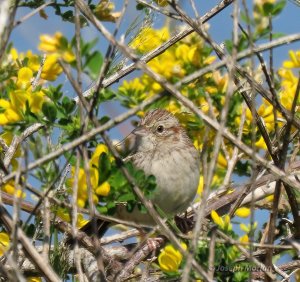 Cassin's Sparrow