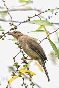 Asian red- eyed bul bul