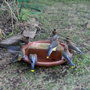 Cedar Waxwings