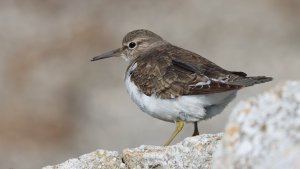 common sandpiper