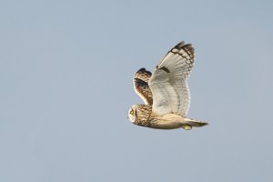 Short Eared Owl in Flight