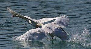 Mute Swan