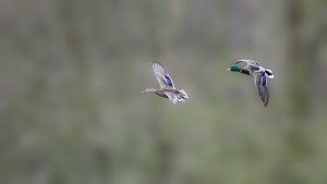 Mallards.jpg