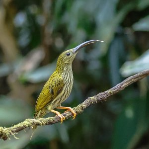 Streaked Spiderhunter