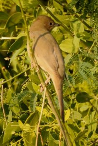 Grey Hypocolius Female