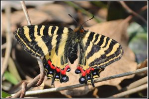 Chinese Luehdorfia