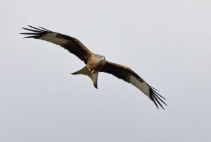 Red Kite