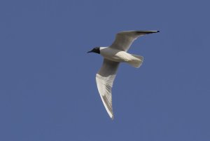 Balck-headed Gull