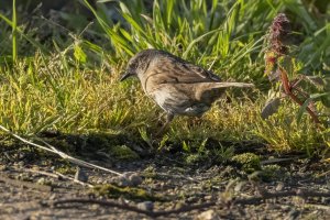 Dunnock