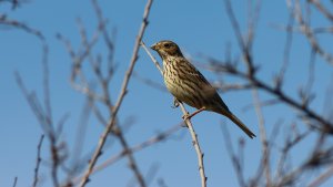 corn bunting