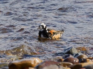 Ruddy turnstone