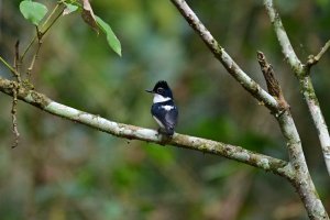 Chestnut Wattle-eye ♂