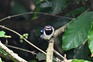 Brown-throated Wattle-eye