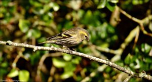 Siskin ( Female )