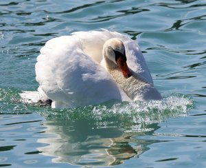 Mute Swan