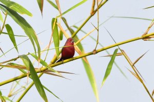 African Firefinch