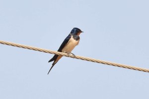 Barn Swallow