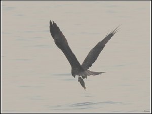 Black Kite captured a fish from Yangtze River
