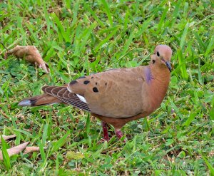 Zenaida Dove