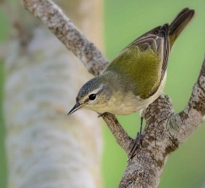 Tennesse Warbler, Male