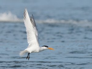 Royal Tern