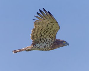 Short-toed Snake-Eagle