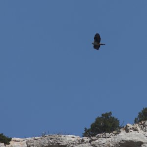 Bonelli's eagle