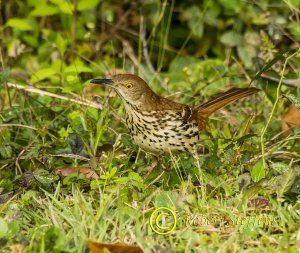 Brown Thrasher